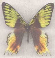 Urania ripheus male aberrant (Internet Image property of respective owner, non-commercial use only)